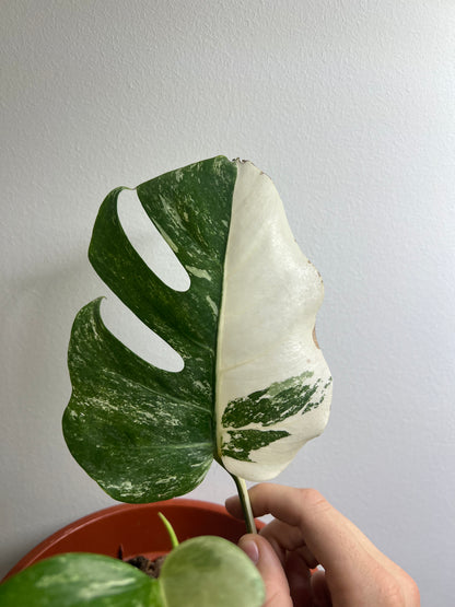 Monstera albo variegated