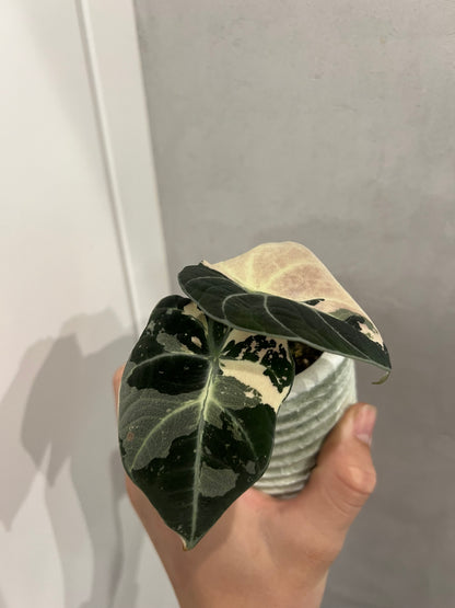 Alocasia black velvet pink variegated