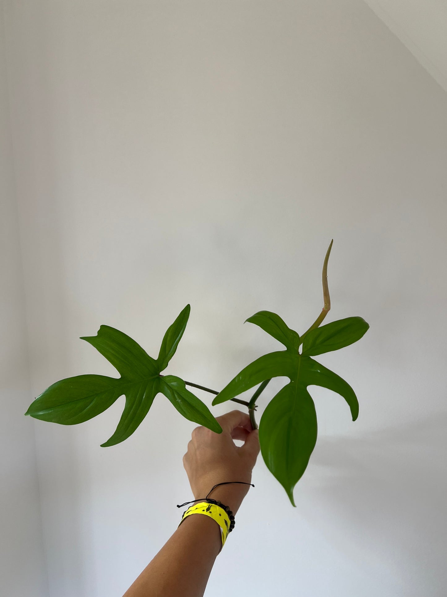 Philodendron florida ghost