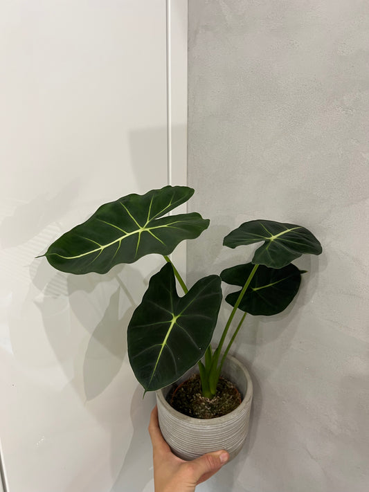 Alocasia frydek round form
