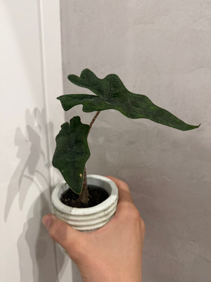 Alocasia jacklyn