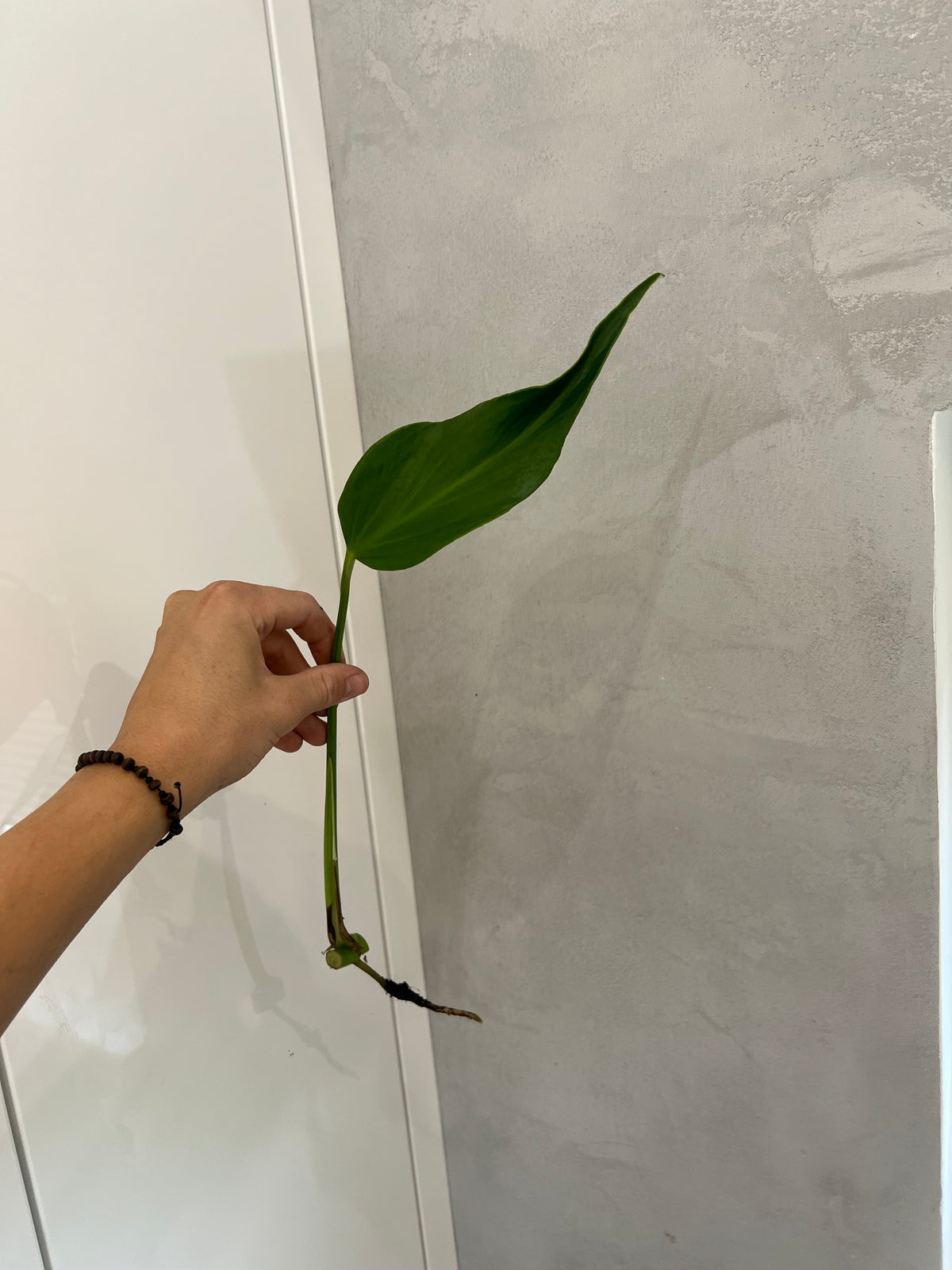 Monstera burle marx flame