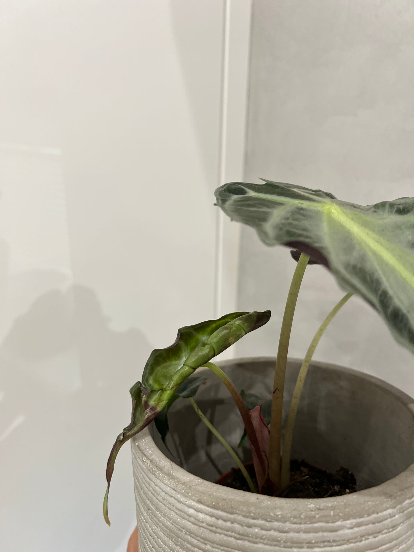 Alocasia venom