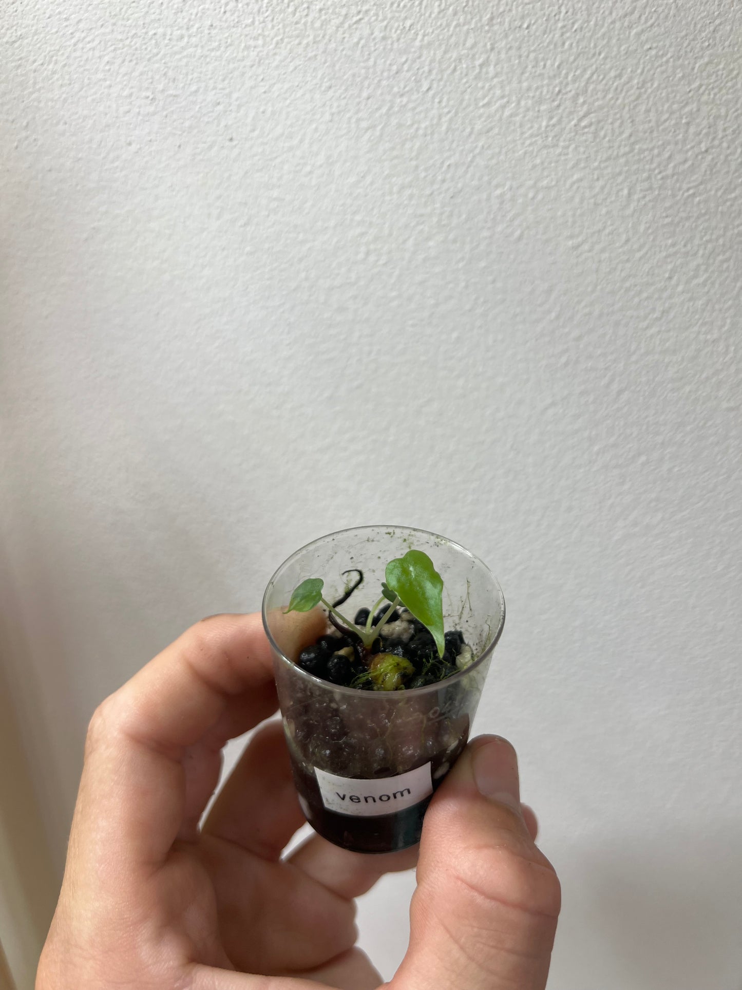 Alocasia venom