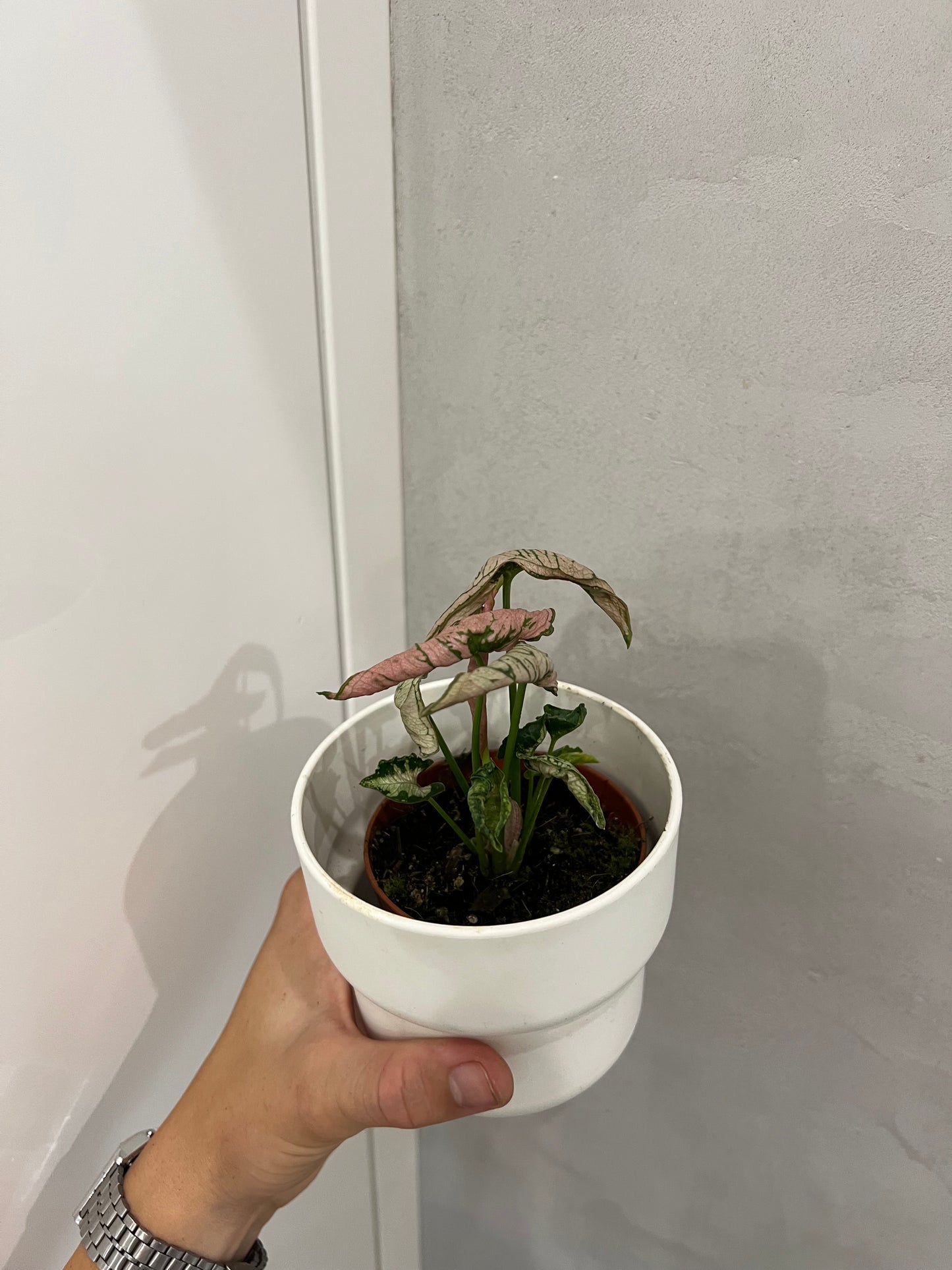 Syngonium pink rolli