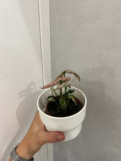 Syngonium pink rolli