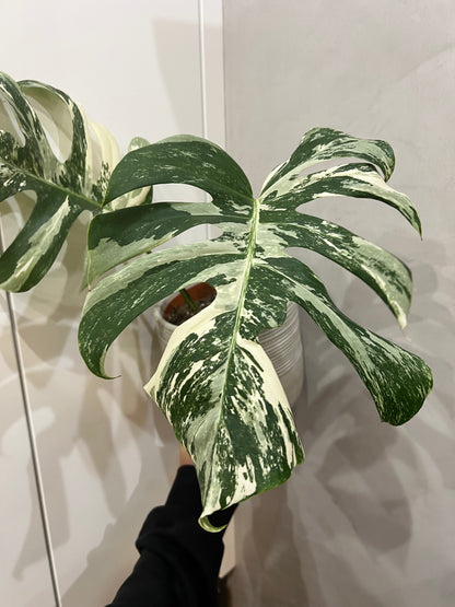 Monstera albo