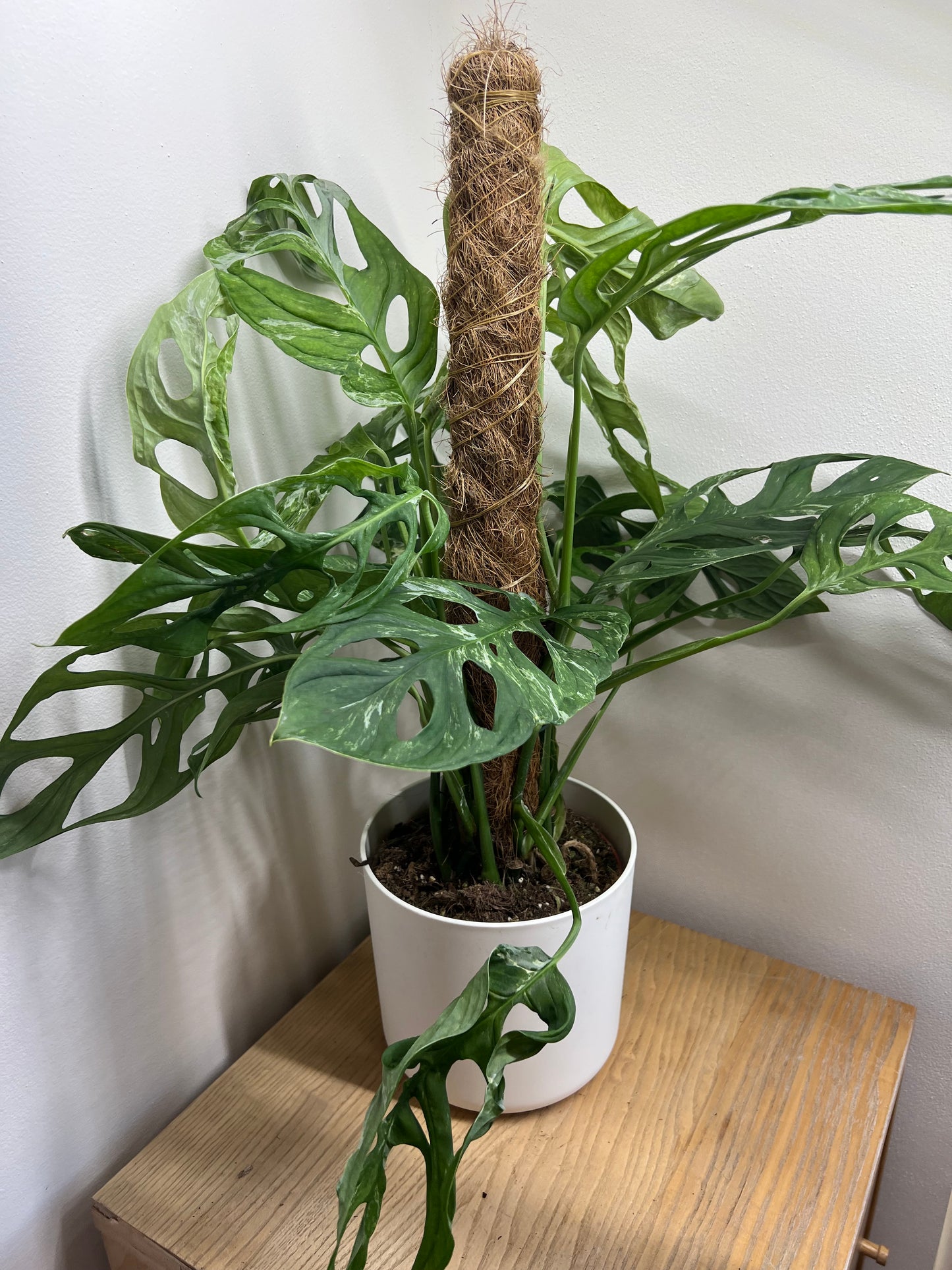 monstera indonesian marble
