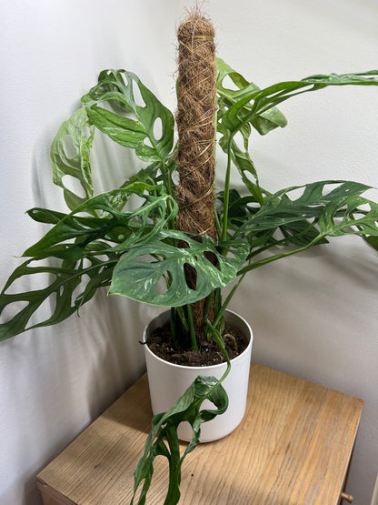 monstera indonesian marble