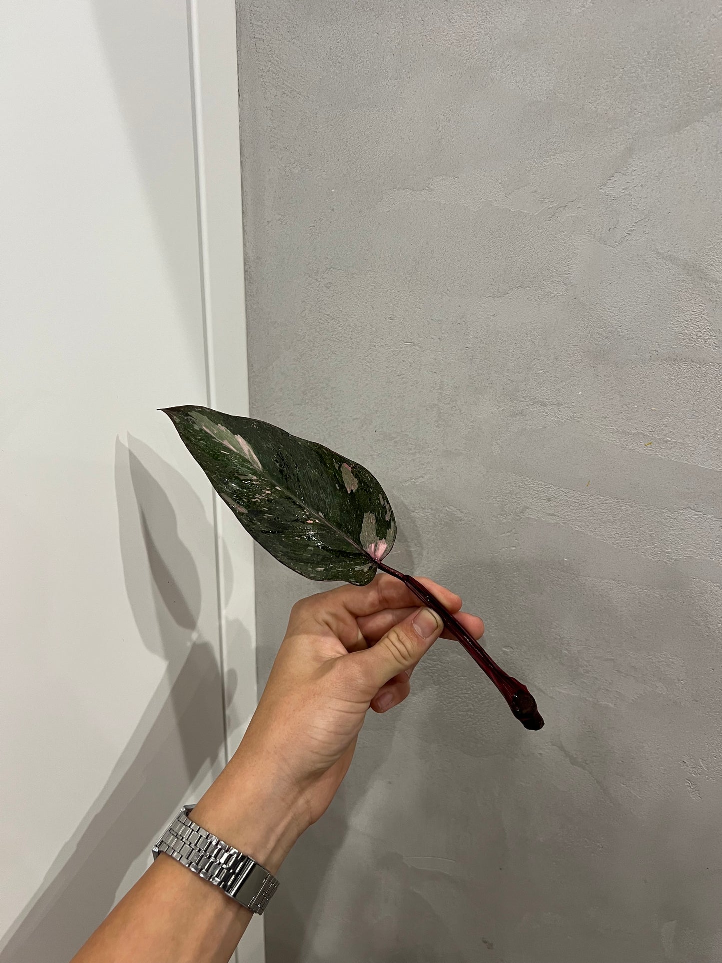 Philodendron pink princes