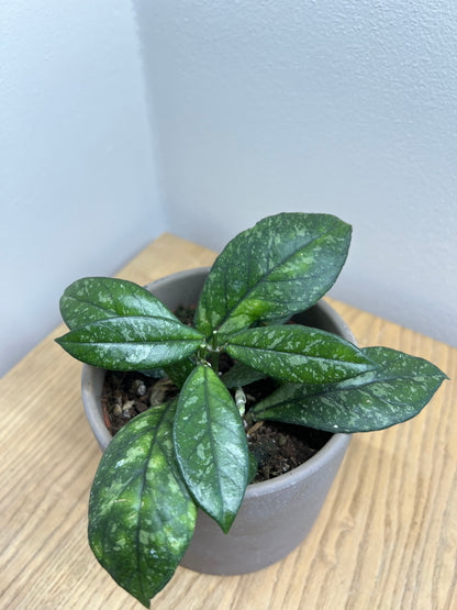 Hoya carnosa Stardust