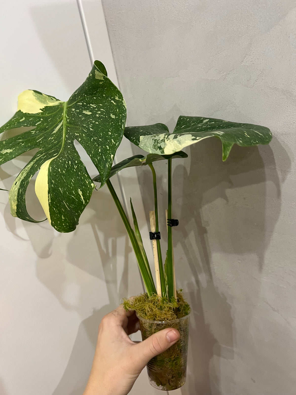 Monstera thai