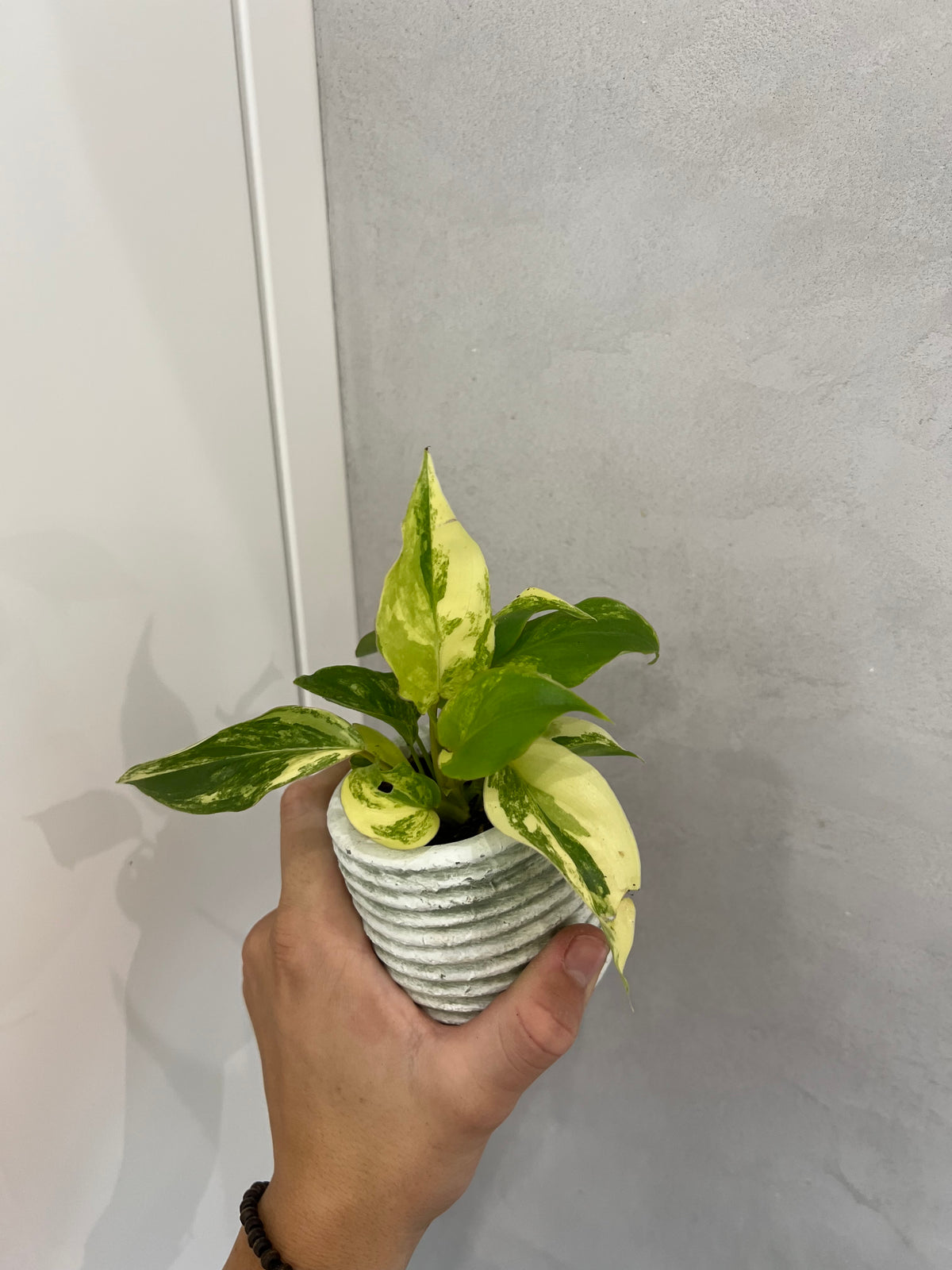 Philodendron burle marx variegated