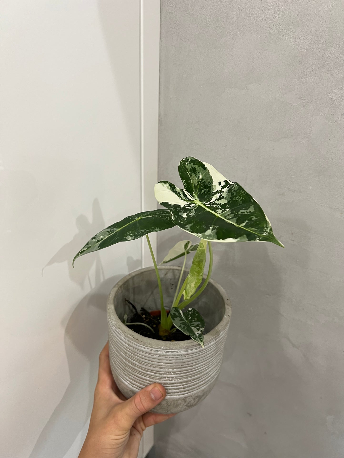 Alocasia frydek variegated