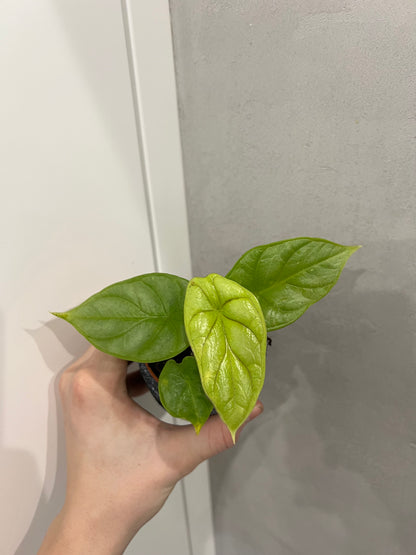 Alocasia drogon scale gold