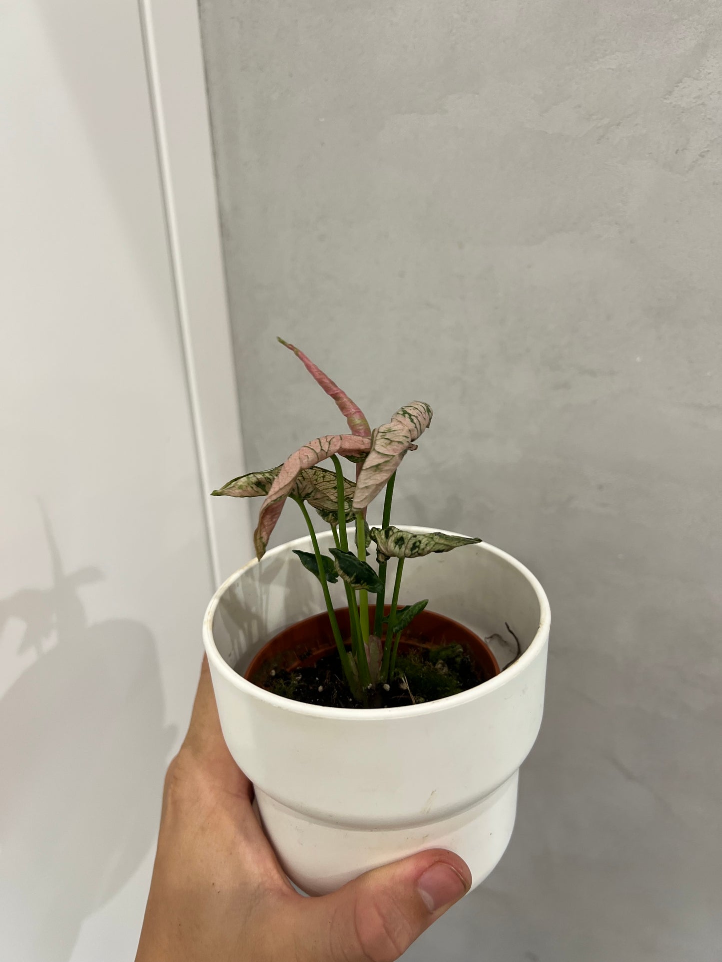Syngonium pink rolli