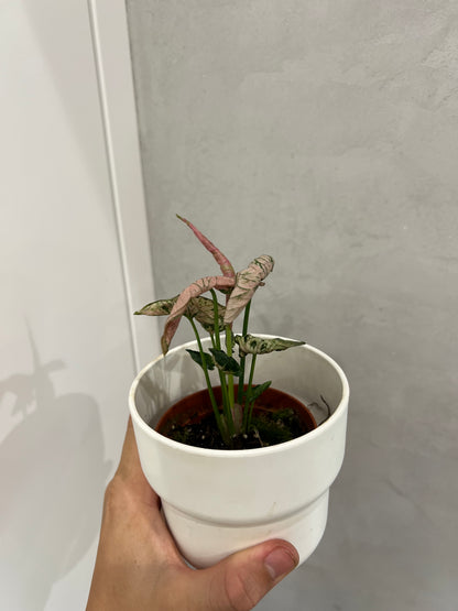 Syngonium pink rolli