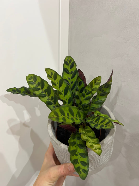 Calathea Lancifolia