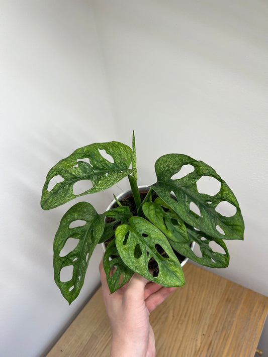 Monstera adansonii mint