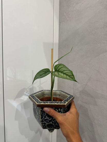 Monstera siltepecana el Salvador