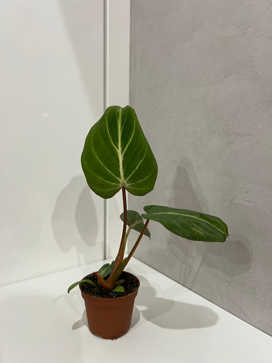 Philodendron gloriosum