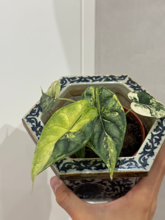 Alocasia dragon scale variegated