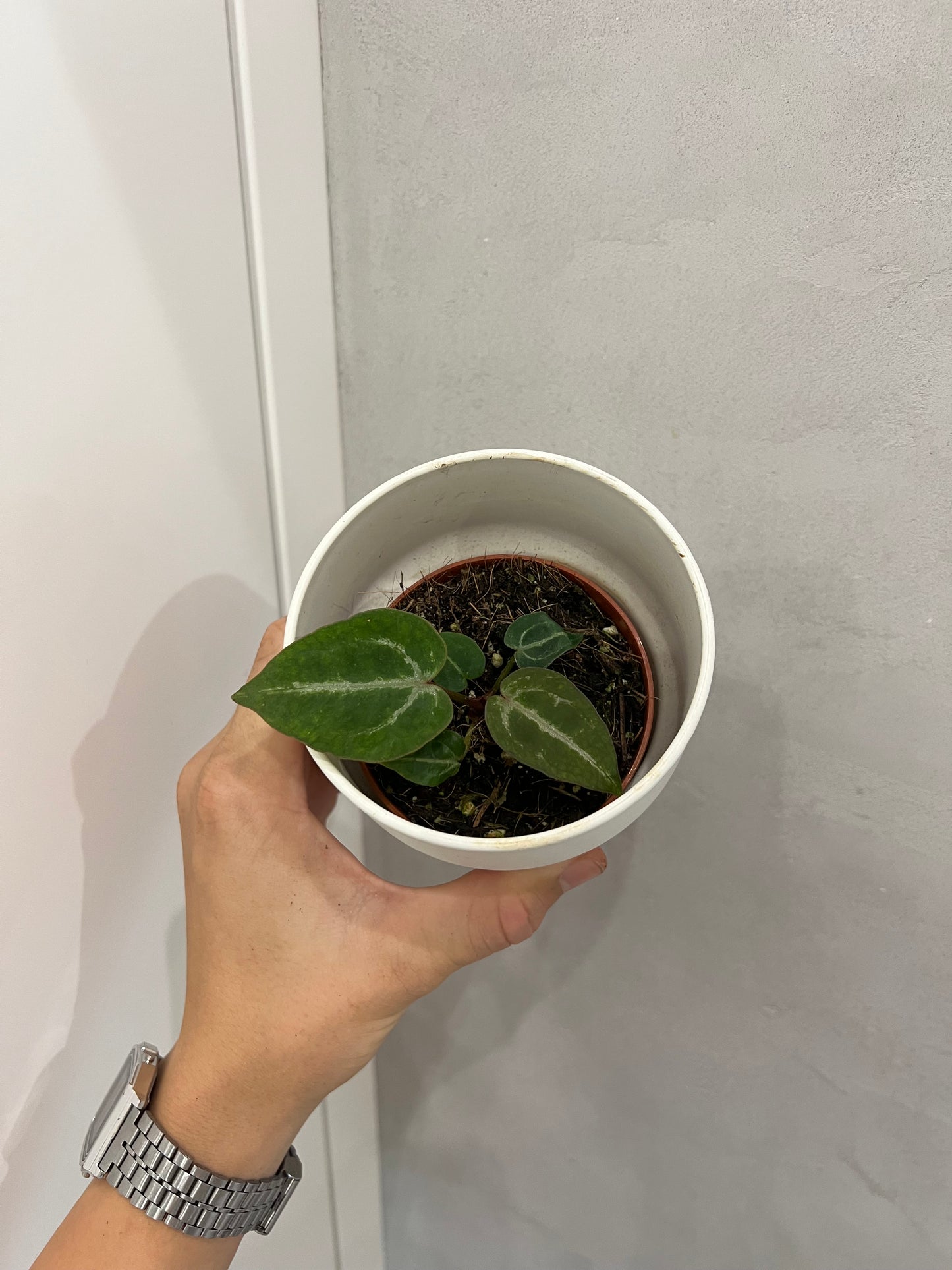 Anthurium Red Crystallinum