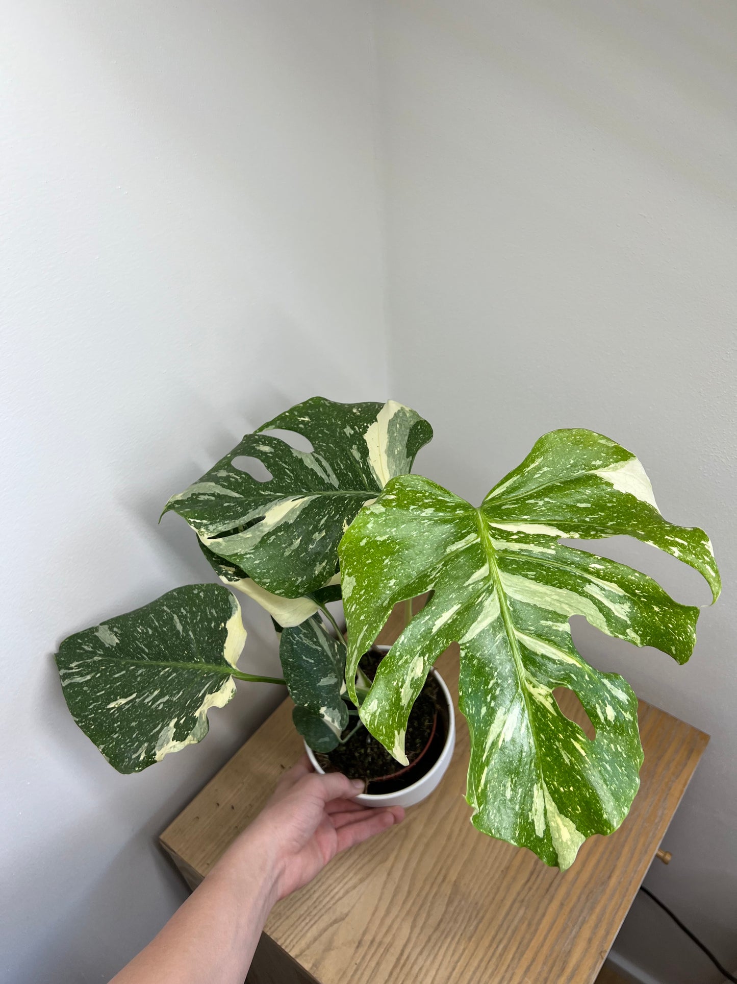 Monstera thai constellation