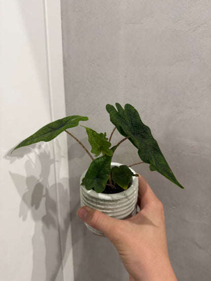Alocasia jacklyn