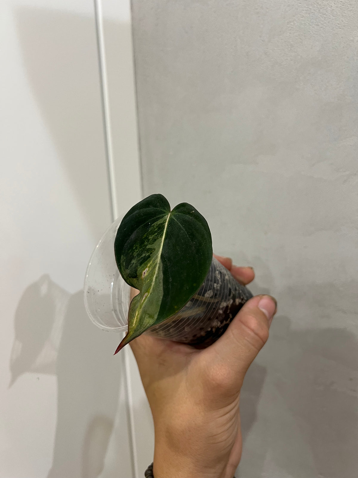 Philodendron micans variegated