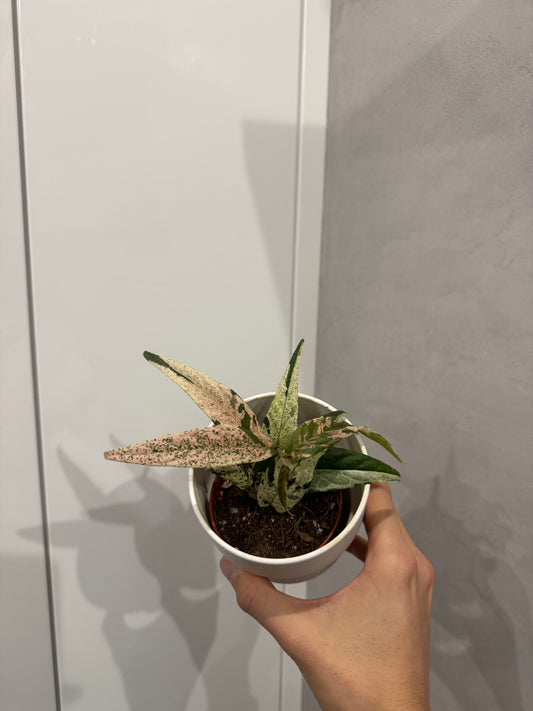 Ficus Sagittata Pink Variegata