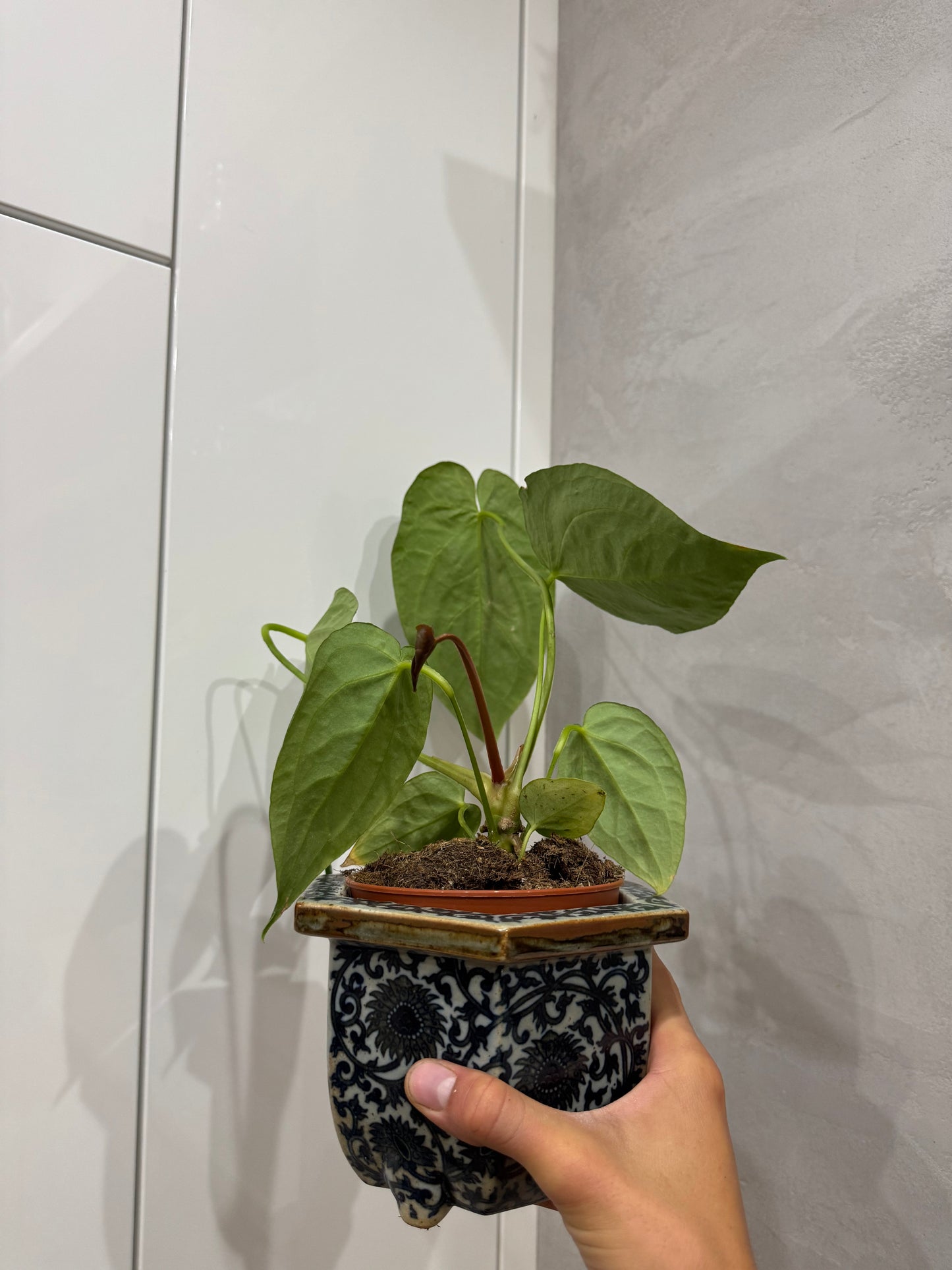 Anthurium magnificum