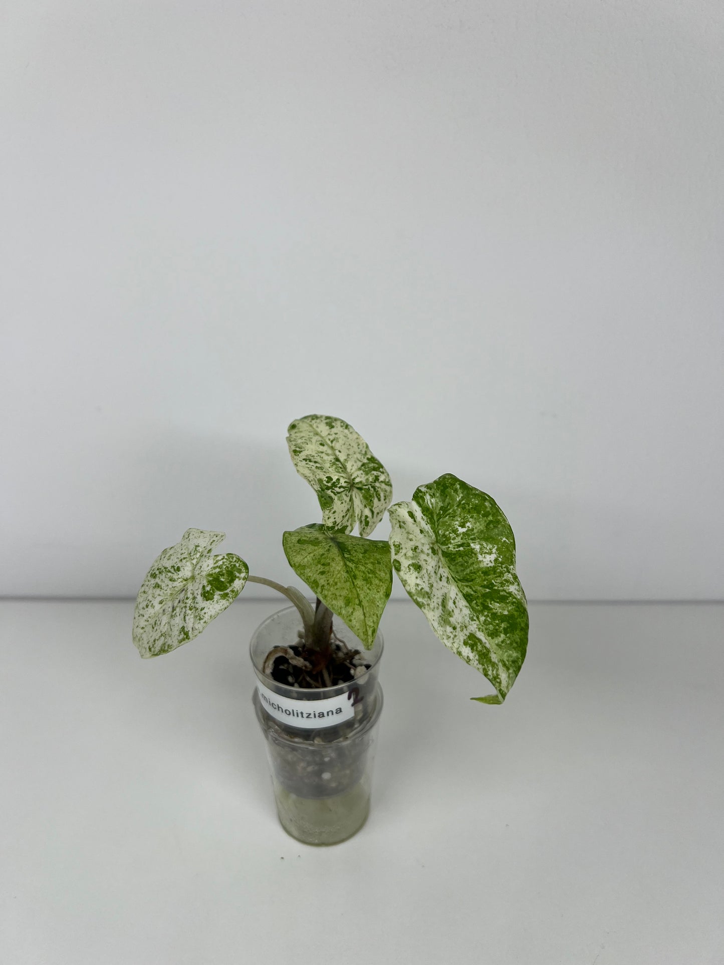 Alocasia micholitziana