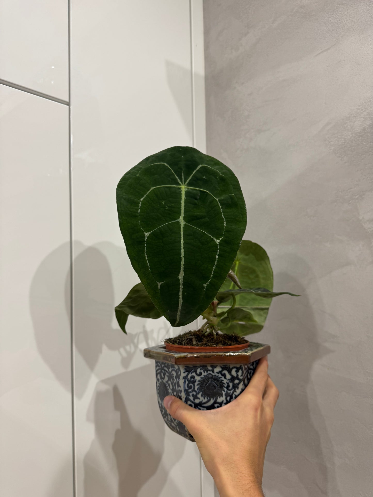 Anthurium forgetii
