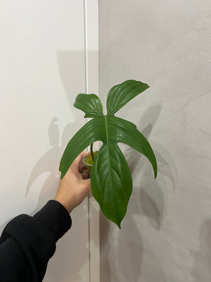 Philodendron florida ghost