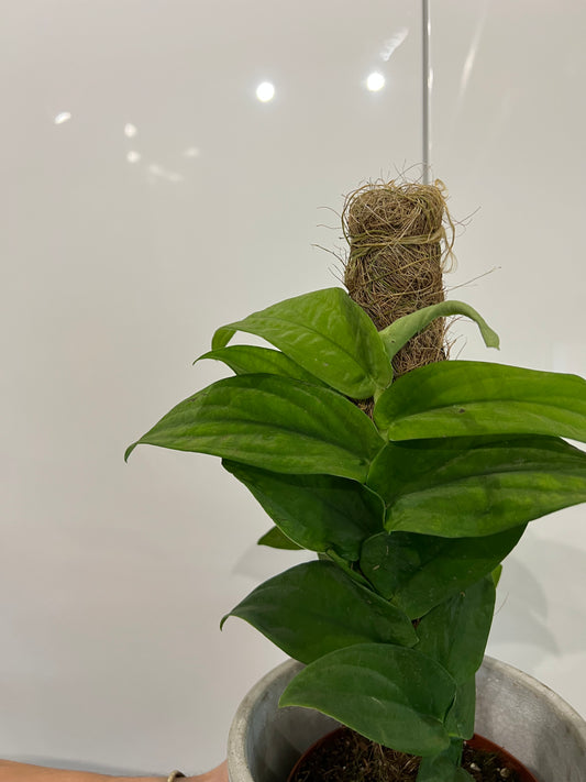 Rhaphidophora korthalsii