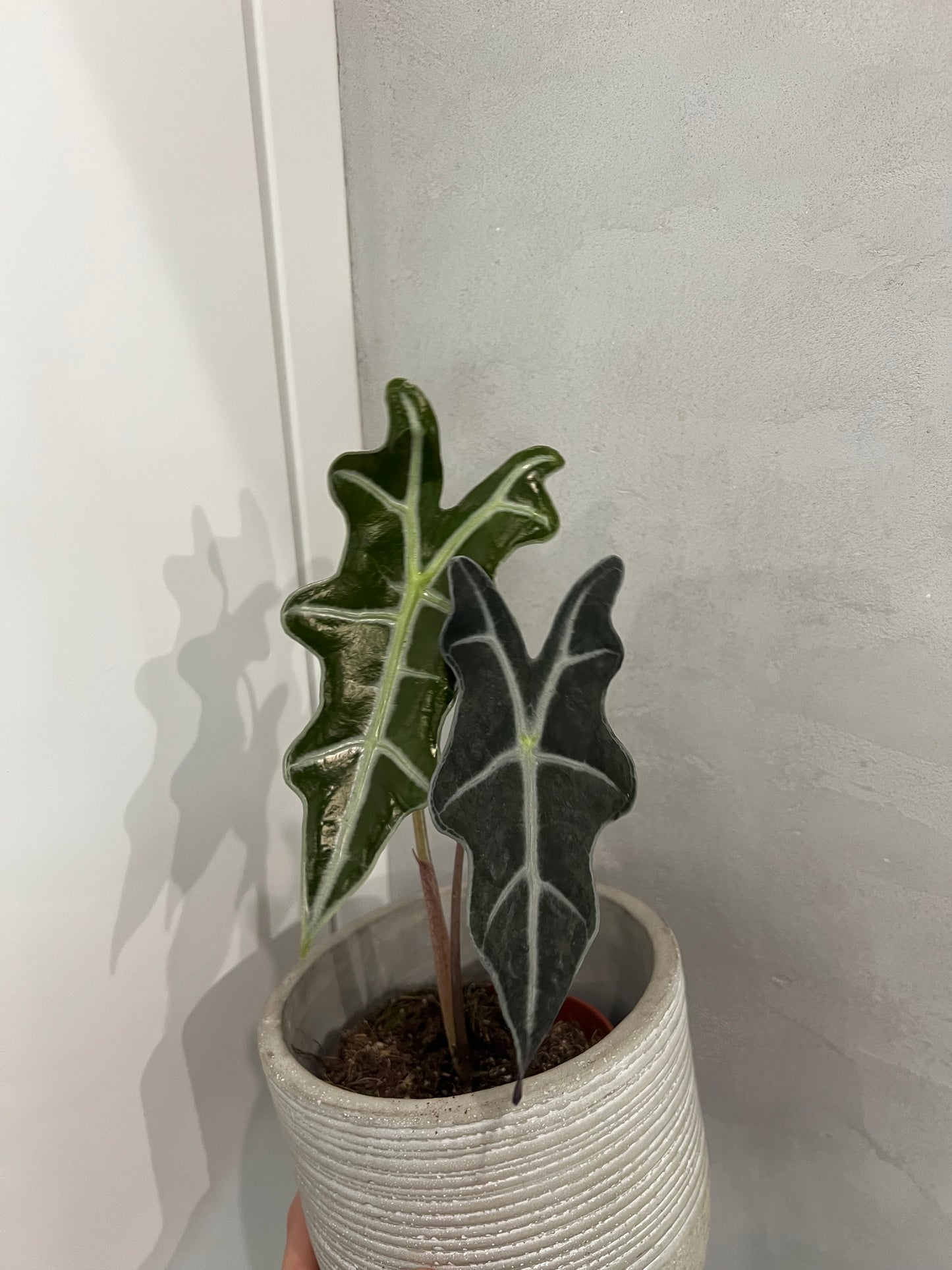 Alocasia nobilis