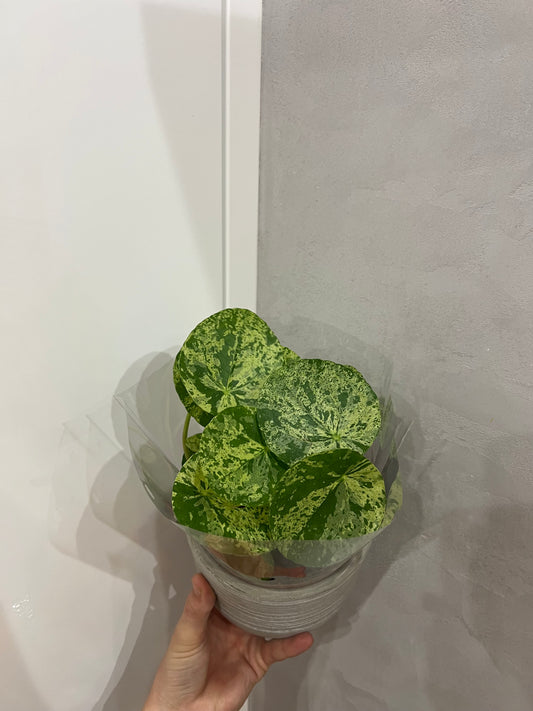 pilea peperomioides mojito