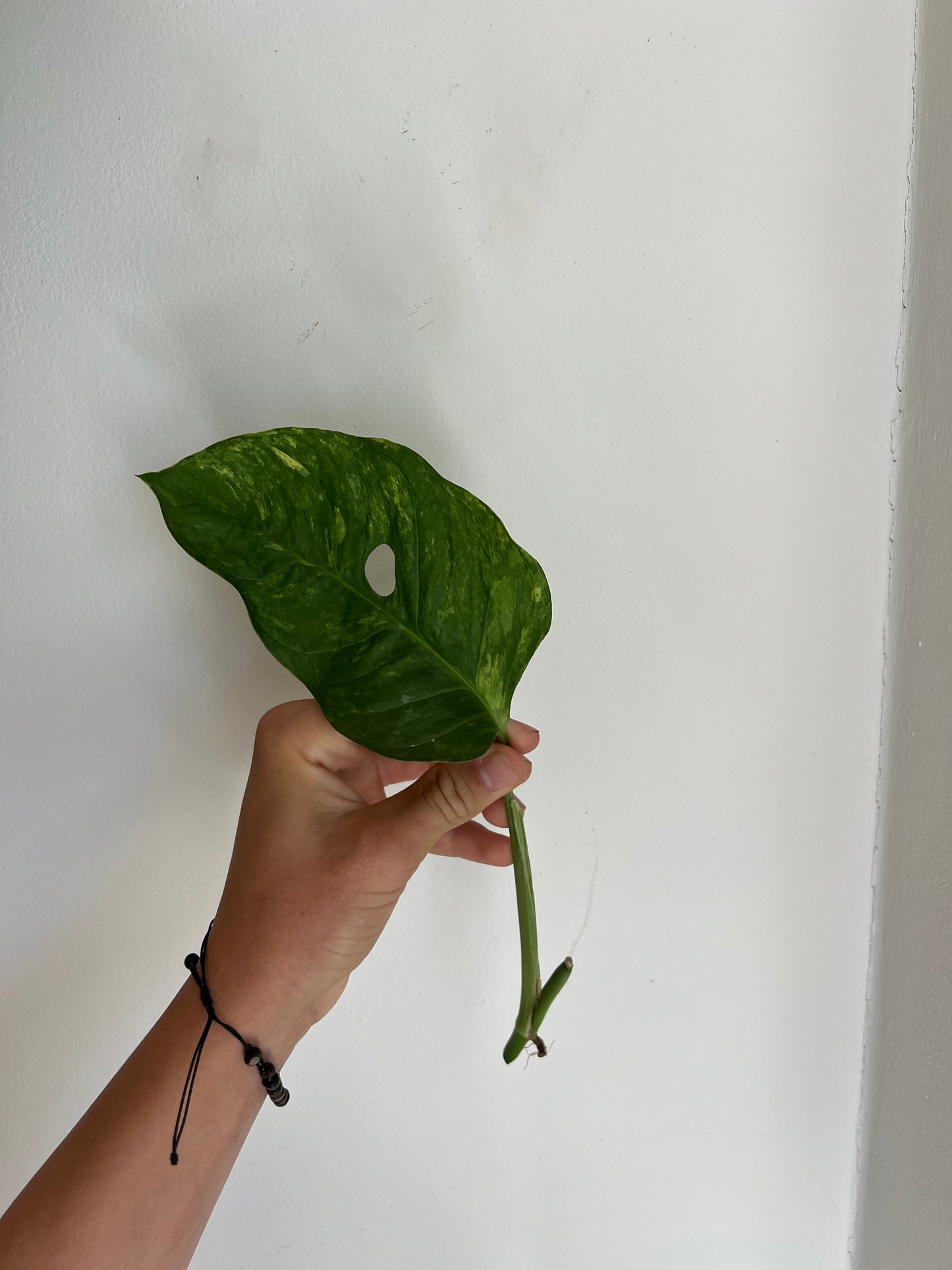 Monstera Obliqua ‘Mayuna’ Variegata