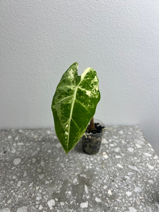 Alocasia frydek var