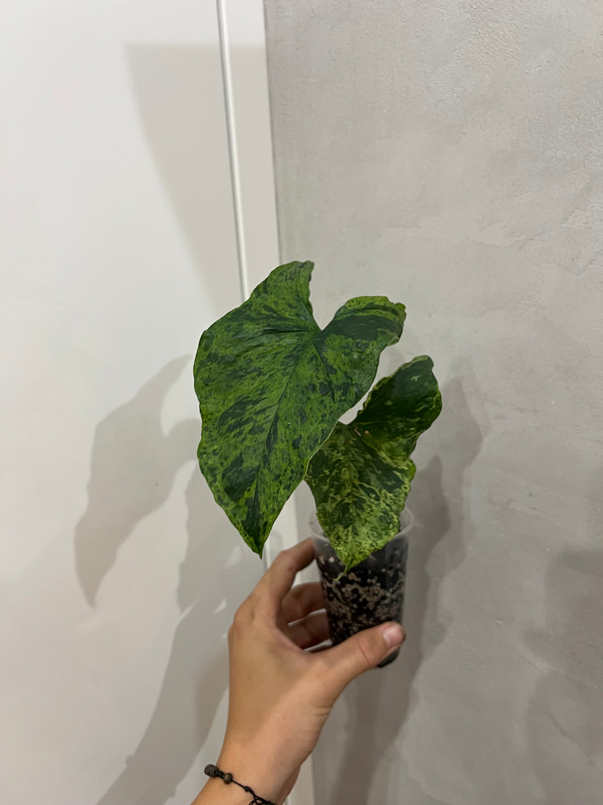 Syngonium mojito