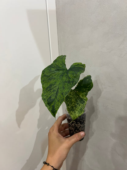 Syngonium mojito