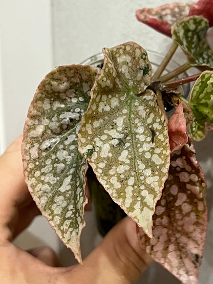 Begonia Snow Capped Pink Variegated