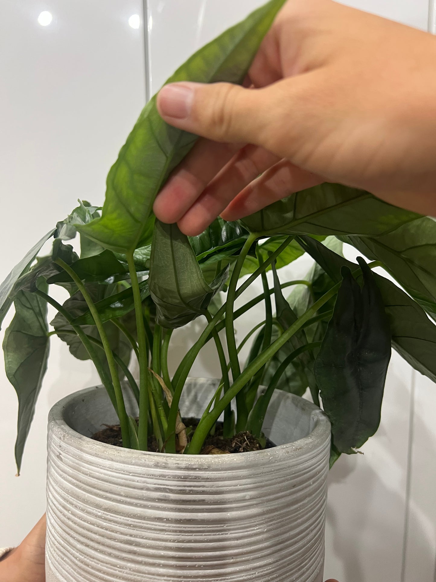 Alocasia heterophylla