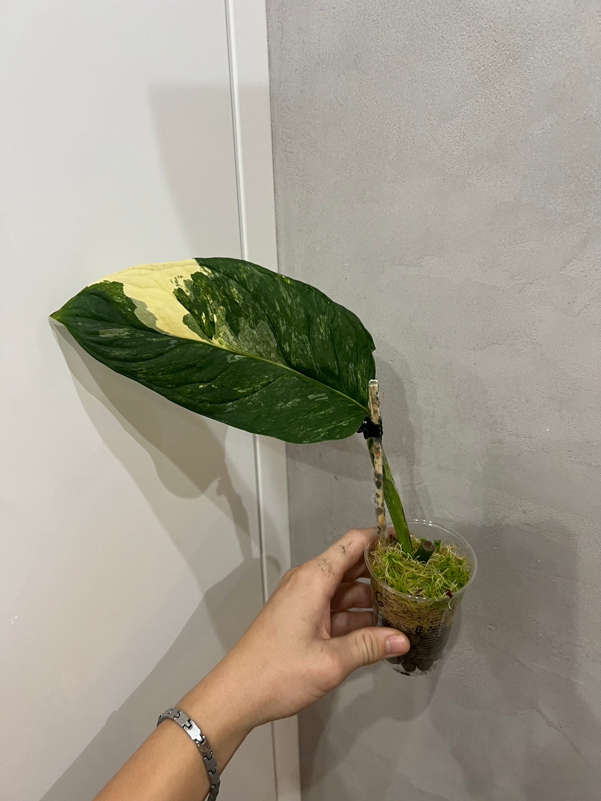 Monstera Obliqua Mayuna variegated