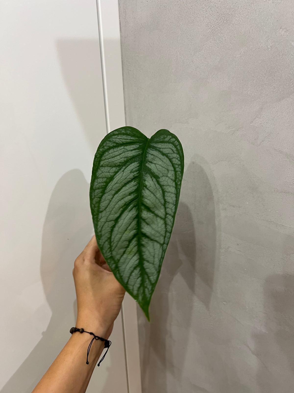 Monster siltapecana el salvador