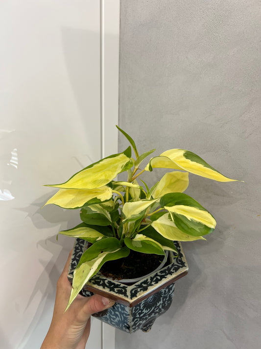 Philodendron Hederaceum Rio