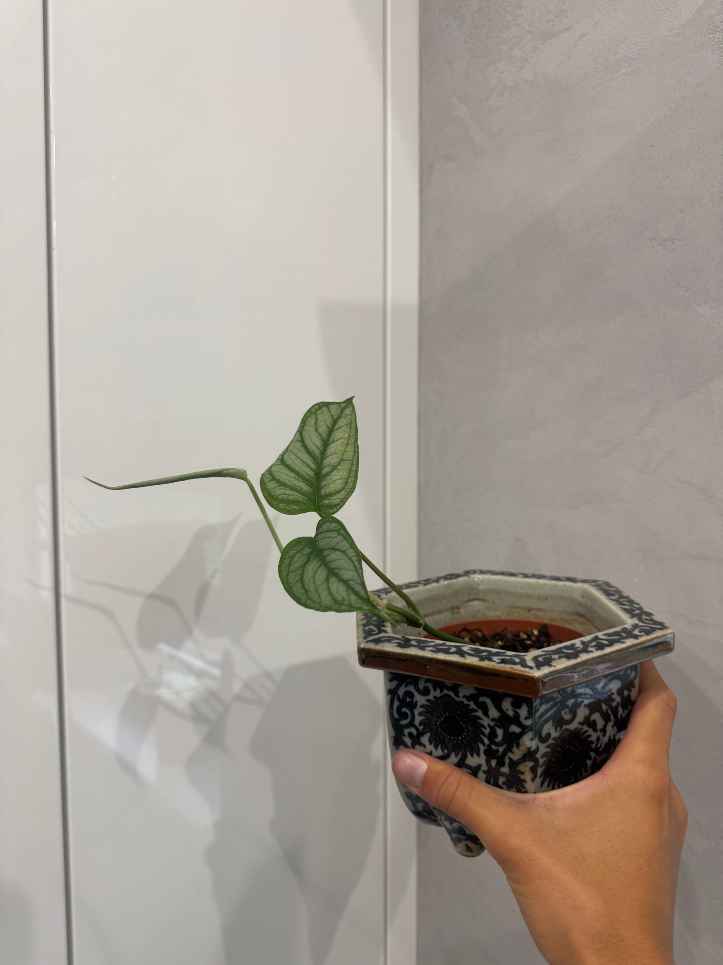 Monstera siltepecana el Salvador