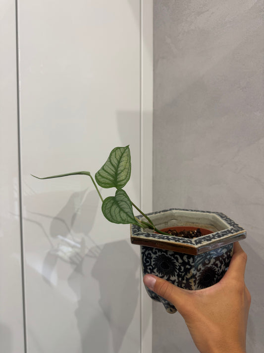 Monstera siltepecana el Salvador