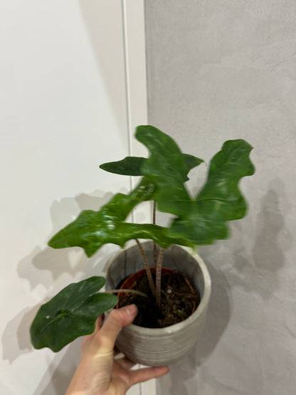 Alocasia batwing